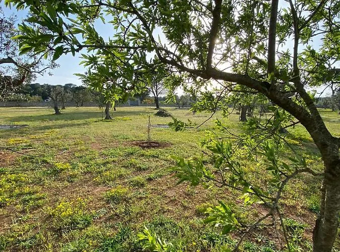 Uliveto Sant' Isidoro * Maglie