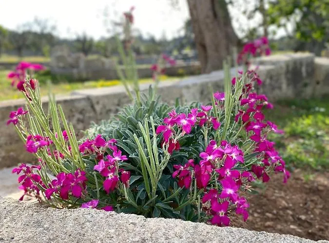 Uliveto Sant' Isidoro Maglie